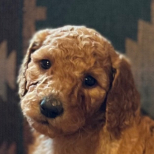 Poodle Puppy Muffin