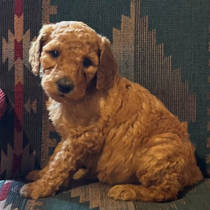 Poodle Puppy Muffin