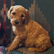 Poodle Puppy Muffin