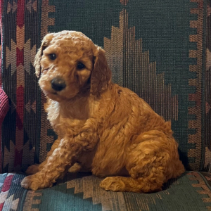 Poodle Puppy Muffin