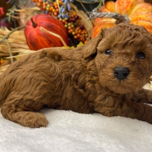 Poodle Puppy Casanova