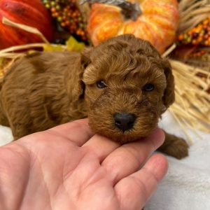 Poodle Puppy Casanova