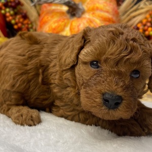 Poodle Puppy Casanova