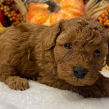 Poodle Puppy Casanova