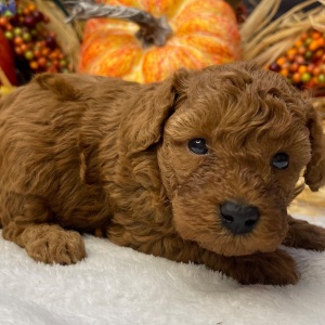 Poodle Puppy Casanova