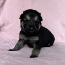 German Shepherd Dog Puppy Zelda