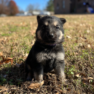 German Shepherd Dog Puppy Zelda