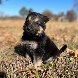 German Shepherd Dog Puppy Zelda