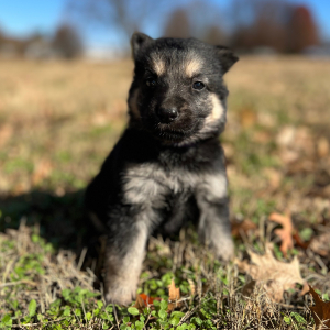 German Shepherd Dog Puppy Zelda