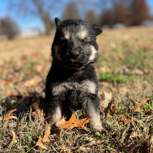 German Shepherd Dog Puppy Zelda