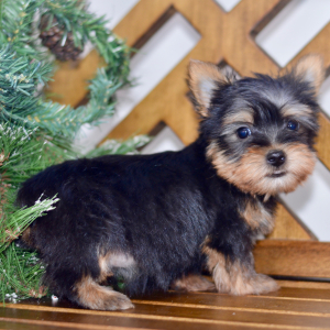 Silky Terrier Puppy Easton