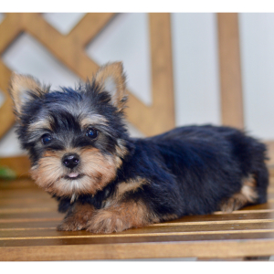 Silky Terrier Puppy Easton