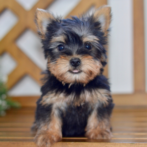 Silky Terrier Puppy Easton