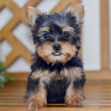 Silky Terrier Puppy Easton