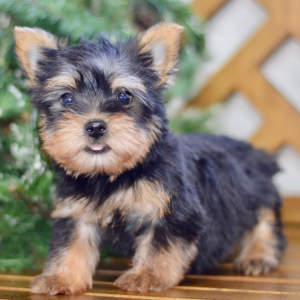 Silky Terrier Puppy Easton