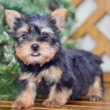 Silky Terrier Puppy Easton