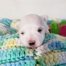 Maltese Puppy Mia