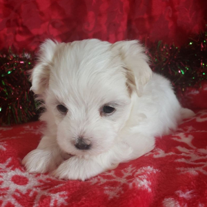 Maltese Puppy Mia