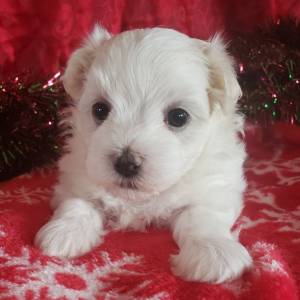 Maltese Puppy Mia