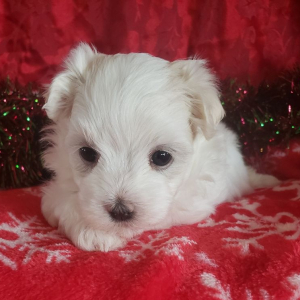 Maltese Puppy Mia