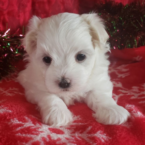 Maltese Puppy Mia
