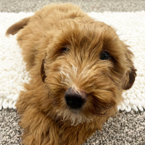 Goldendoodle Puppy Dexter