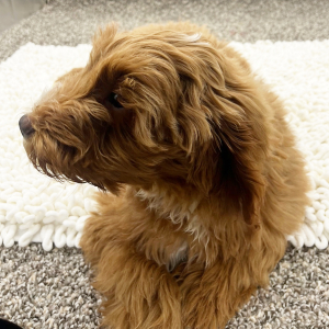 Goldendoodle Puppy Dexter