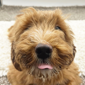 Goldendoodle Puppy Dexter