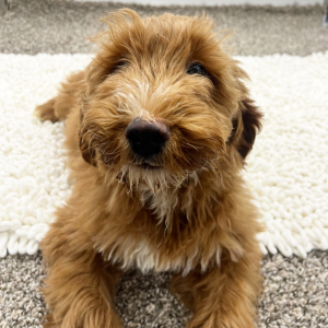 Goldendoodle Puppy Dexter