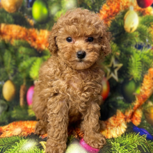 Poodle Puppy Brayleigh