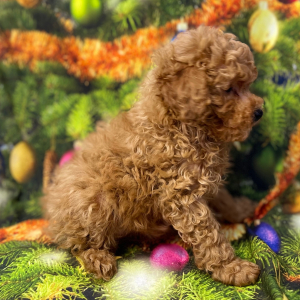 Poodle Puppy Brayleigh