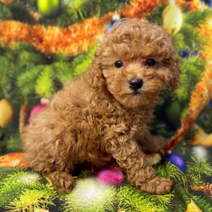Poodle Puppy Brayleigh