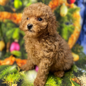 Poodle Puppy Brayleigh