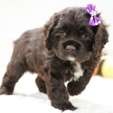 Cocker Spaniel Puppy CoCo