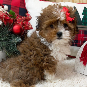 Shorkie Puppy Tessa