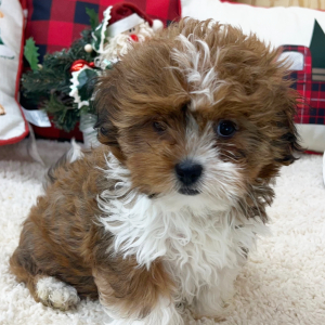 Shorkie Puppy Tessa
