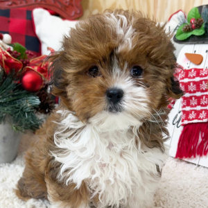 Shorkie Puppy Tessa