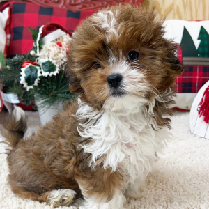 Shorkie Puppy Tessa