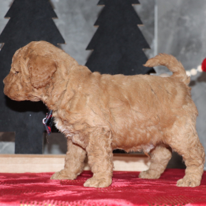 Goldendoodle Puppy Declan