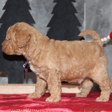 Goldendoodle Puppy Declan