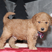 Goldendoodle Puppy Declan
