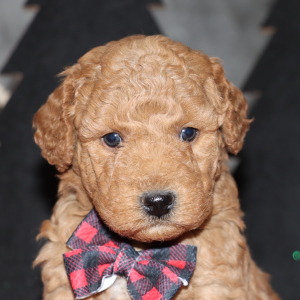 Goldendoodle Puppy Declan