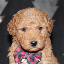Goldendoodle Puppy Declan