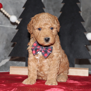 Goldendoodle Puppy Declan