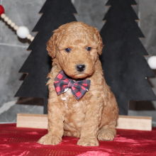 Goldendoodle Puppy Declan