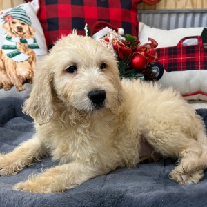 Goldendoodle Puppy Taylor
