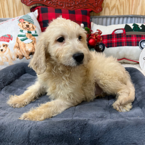 Goldendoodle Puppy Taylor