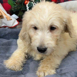 Goldendoodle Puppy Taylor