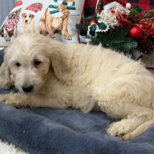 Goldendoodle Puppy Taylor