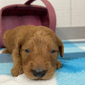 Goldendoodle Puppy Paul